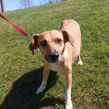 Pepper -  Mixed Breed Dog for Adoption in Kittanning, Pennsylvania - Pepper | PetCurious