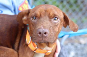 Brulee (AO37281) -  Terrier Dog for Adoption in Kansas City, Kansas - Brulee (AO37281) | PetCurious