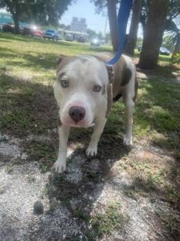 Wade -  Mixed Breed Dog for Adoption in Vero Beach, Florida - Wade | PetCurious