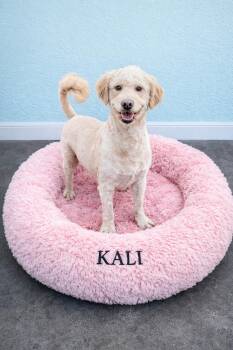 Goldendoodle Dogs Available for Adoption - Kali | PetCurious
