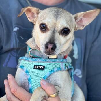 Rescue Chihuahua Dogs for Adoption in Fremont, California - Joey | PetCurious