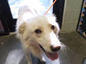 BUSTER -  Australian Cattle Dog Blue Heeler and Mixed Breed Dog for Adoption in Tulsa, Oklahoma - BUSTER | PetCurious