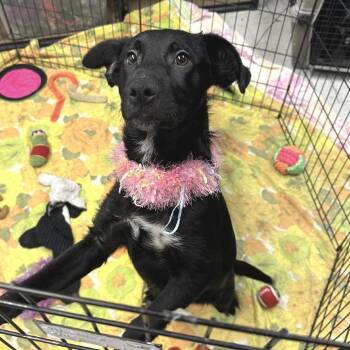 Keesha -  Mixed Breed Dog for Adoption in San Francisco, California - Keesha | PetCurious
