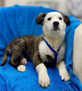 Muffie -  Australian Shepherd Dog Available for Adoption in Jamestown, California - Muffie | PetCurious