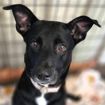Black Labrador Retriever and Shepherd Dogs Available for Adoption in Sarasota, Florida - Zoi | PetCurious