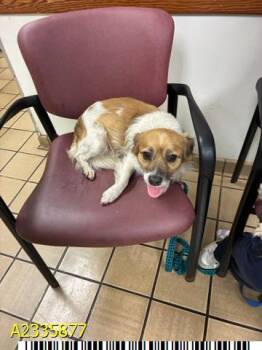 PRINGLE -  Mixed Breed Dog for Adoption in West Palm Beach, Florida - PRINGLE | PetCurious