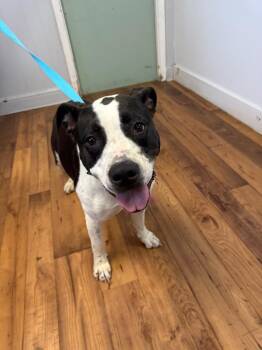 Staffordshire Bull Terrier and Mixed Breed Dogs Available for Adoption in Fayetteville, Tennessee - Stasha | PetCurious