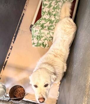Great Pyrenees Dogs Available for Adoption in Mineral, Virginia - Flurry | PetCurious