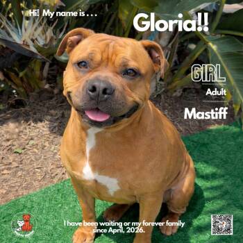 Staffordshire Bull Terrier Dogs Available for Adoption in Westminster, California - Gloria | PetCurious