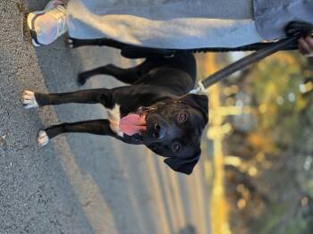 Damon (Jenna Rescue) -  Pit Bull Terrier Dog for Adoption in Austin, Texas - Damon (Jenna Rescue) | PetCurious