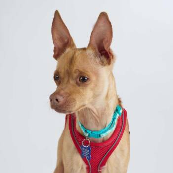 Neo 14222 -  Chihuahua Dog for Adoption in San Francisco, California - Neo 14222 | PetCurious