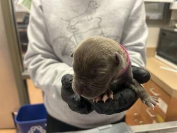 Pit Bull Terrier Dogs Available for Adoption in Martinez, California - A1047027 | PetCurious