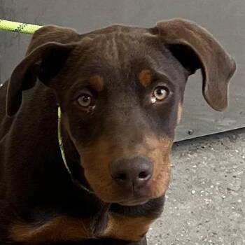 Mixed Breed Dogs Available for Adoption in Las Cruces, New Mexico - 106050 | PetCurious
