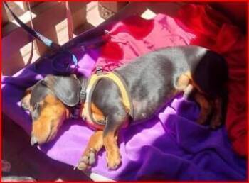 Dachshund Dogs Available for Adoption in Newnan, Georgia - Roscoe | PetCurious