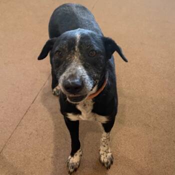 Rescue Border Collie Dogs for Adoption in Cedaredge, Colorado - Ceal | PetCurious