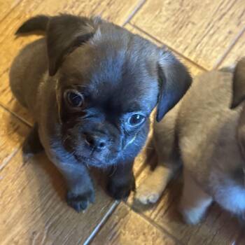 Willa -  Pug and Spaniel Dog for Adoption in Seal Beach, California - Willa | PetCurious