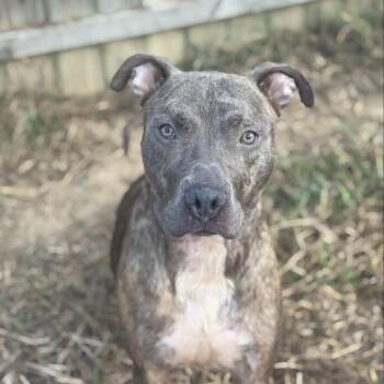 Pit Bull Terrier Dogs Available for Adoption in Cumming, Georgia - Ken And Vamos | PetCurious