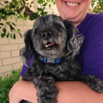 George -  Mixed Breed Dog for Adoption in Thomasville, North Carolina - George | PetCurious