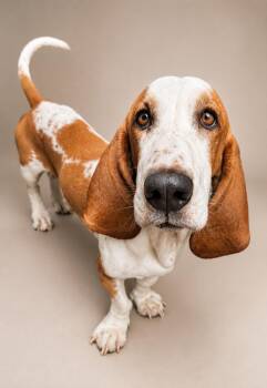 Basset Hound Dogs Available for Adoption in Navarre, Florida - Charlie | PetCurious