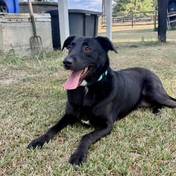 Velcro -  Black Labrador Retriever Dog for Adoption - Velcro | PetCurious