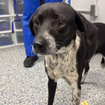 Lady Mushu -  Mixed Breed Dog for Adoption in Greenville, South Carolina - Lady Mushu | PetCurious