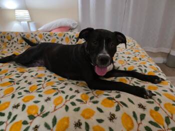 DUCHESS -  Pit Bull Terrier Dog for Adoption in Audubon Park, Kentucky - DUCHESS | PetCurious