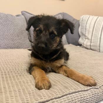 Shepherd and Poodle Dogs Available for Adoption in Agoura Hills, California - Lambo | PetCurious