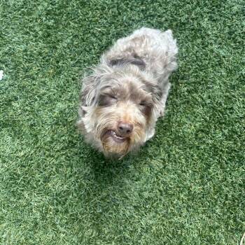 Dandelion -  Miniature Poodle Dog for Adoption in Chesapeake, Virginia - Dandelion | PetCurious