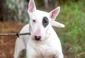Flo 23925 -  Bull Terrier Dog for Adoption in Monroe, Georgia - Flo 23925 | PetCurious