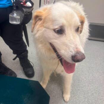 DiNozzo -  Great Pyrenees and Mixed Breed Dog for Adoption in Batavia, Ohio - DiNozzo | PetCurious