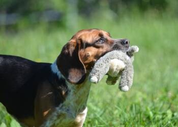 Beagle Dogs Available for Adoption in Amissville, Virginia - Posie | PetCurious