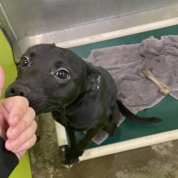 Black Labrador Retriever and Terrier Dogs Available for Adoption - Tucker | PetCurious