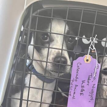 Nugget -  Mixed Breed and Boston Terrier Dog for Adoption in Glenwood Springs, Colorado - Nugget | PetCurious