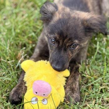 Jupiter -  Australian Shepherd and Plott Hound Dog for Adoption in Sparta, New Jersey - Jupiter | PetCurious