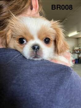 Rosie -  Pekingese Dog for Adoption in Boone, Colorado - Rosie | PetCurious