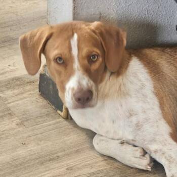 Hannah -  Labrador Retriever and Harrier Dog for Adoption in Corpus Christi, Texas - Hannah | PetCurious