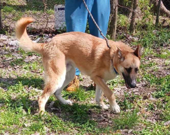 Rescue German Shepherd Dog and Anatolian Shepherd Dogs for Adoption in Spring, Texas - LEO, THE LUCKY | PetCurious