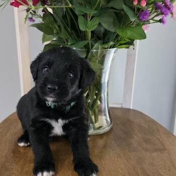Cash - Brutus -  Mixed Breed Dog for Adoption in Hamilton, Georgia - Cash - Brutus | PetCurious