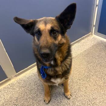 Ricotta -  German Shepherd Dog Dog for Adoption in Great Falls, Montana - Ricotta | PetCurious