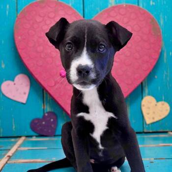 Labrador Retriever and American Bulldog Dogs Available for Adoption - Valentine | PetCurious