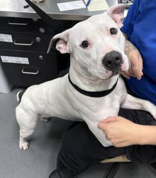 Pen 157 Snoopy -  Pit Bull Terrier Dog for Adoption in Lawrenceville, Georgia - Pen 157 Snoopy | PetCurious