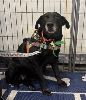 Girlie -  Labrador Retriever and Australian Cattle Dog Blue Heeler Dog for Adoption in Phoenix, Arizona - Girlie | PetCurious