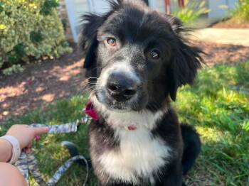 Jesse -  Border Collie Dog for Adoption in Fort Mill, South Carolina - Jesse | PetCurious