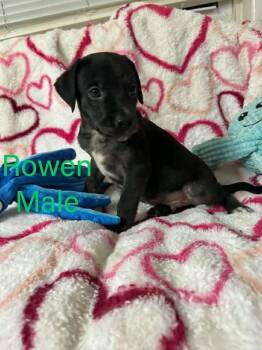 Labrador Retriever Dogs Available for Adoption in Pomfret, Connecticut - ROWAN | PetCurious