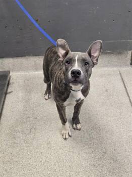 DUMBO -  Pit Bull Terrier Dog for Adoption in Tallahassee, Florida - DUMBO | PetCurious
