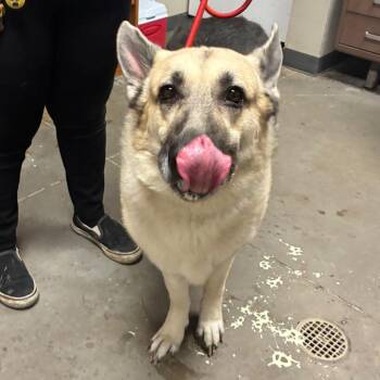 Cerberus -  German Shepherd Dog Dog for Adoption in Yuma, Arizona - Cerberus | PetCurious