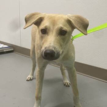 Rescue Labrador Retriever and Mixed Breed Dogs for Adoption in Kansas City, Missouri - Dolores | PetCurious
