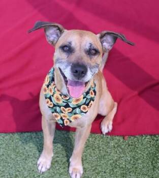 Rescue Mixed Breed Dogs for Adoption in Athens, Georgia - Francesca | PetCurious