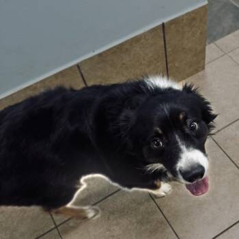 Dash -  Australian Shepherd Dog for Adoption - Dash | PetCurious