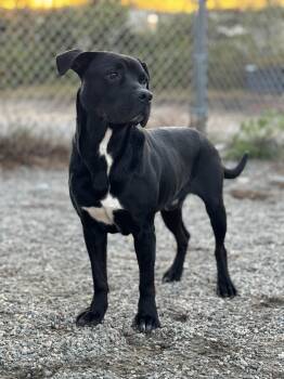 Rescue Black Labrador Retriever and Pit Bull Terrier Dogs for Adoption in Windham, Connecticut - Gaara | PetCurious